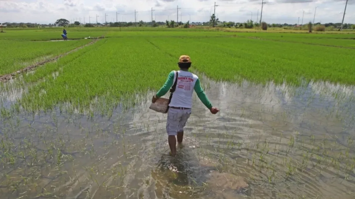 The Department of Agriculture, successive severe weather disturbances and flooded farmlands nationwide have reduced harvests, directly causing market supply shortages and driving up food inflation for Filipino households. (File photo courtesy of the PIA)