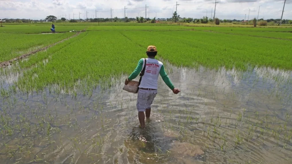 The Department of Agriculture, successive severe weather disturbances and flooded farmlands nationwide have reduced harvests, directly causing market supply shortages and driving up food inflation for Filipino households. (File photo courtesy of the PIA)