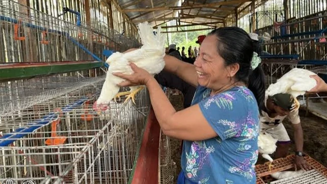 POULTRY LIVELIHOOD BOOST: A member of the 7M La Victoria Farmers Association smiles as she places a white layer hen into a battery cage inside a newly replenished poultry facility in the Zamboanga Peninsula. Supported by the Department of Agriculture's Special Area for Agricultural Development (DA-SAAD) program, the initiative provides egg-layer chickens and technical assistance to help rural farming communities build sustainable community enterprises. (Photo courtesy of PIA)