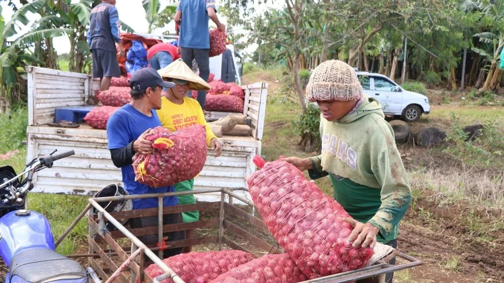 Department of Agriculture Region 10 helps facilitate market linkage support for a local onion farmer in Kisolon, Sumilao, Bukidnon, helping connect local agricultural produce directly to wider commercial markets. DA File Photo