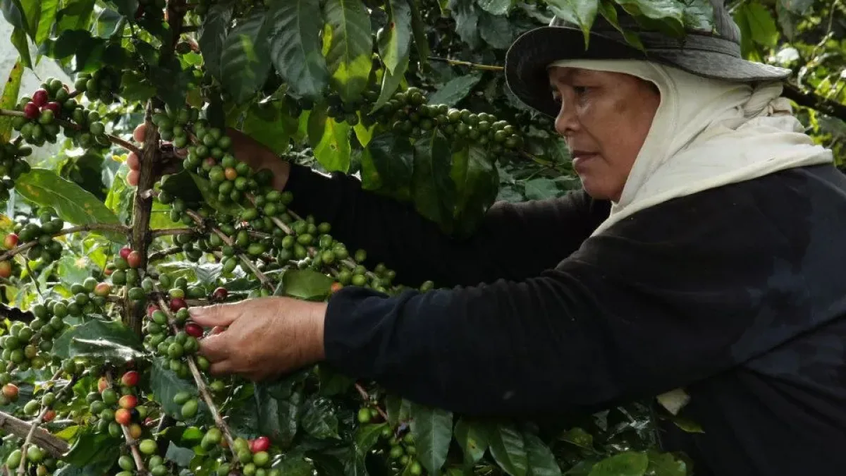 A highland farmer meticulously selects coffee cherries on a mountain farm. Strategic government interventions under the national agriculture roadmap help growers upgrade productivity and secure stable, higher incomes. (File photo: PIA-10/Bukidnon)