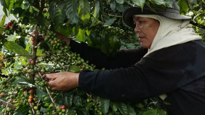 A highland farmer meticulously selects coffee cherries on a mountain farm. Strategic government interventions under the national agriculture roadmap help growers upgrade productivity and secure stable, higher incomes. (File photo: PIA-10/Bukidnon)