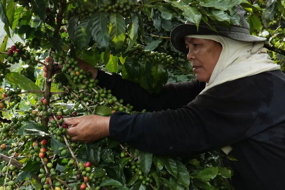 A highland farmer meticulously selects coffee cherries on a mountain farm. Strategic government interventions under the national agriculture roadmap help growers upgrade productivity and secure stable, higher incomes. (File photo: PIA-10/Bukidnon)
