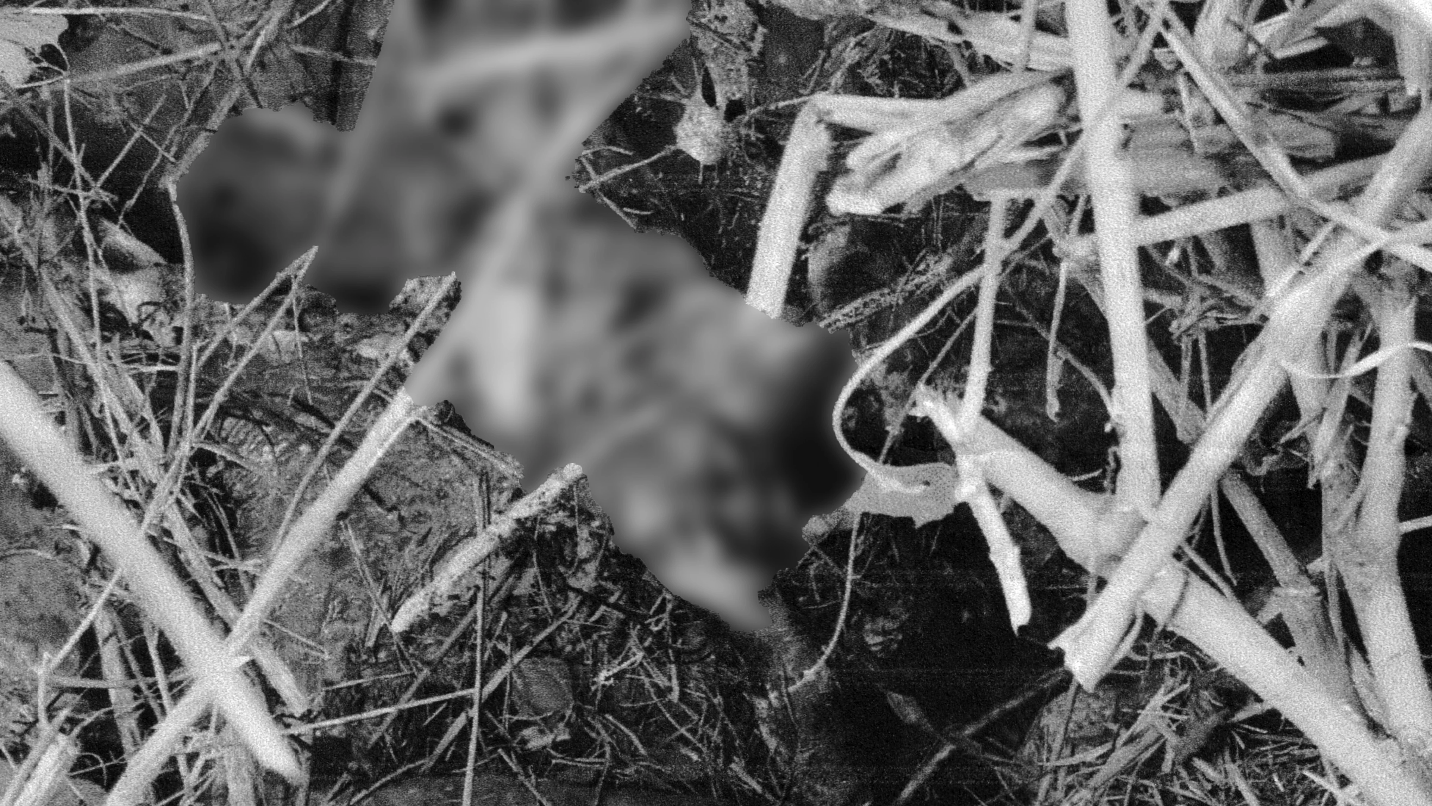 BODY FOUND. Police recover the decomposed body of 30-year-old Friscela Ongcoy Quijada from a stream near a pineapple field in Sitio Buntungon, Purok 6, Barangay Poblacion, Libona, Bukidnon, on Aug. 3. Authorities said the victim was identified through her distinctive tattoos after workers discovered the remains. (Supplied photo)