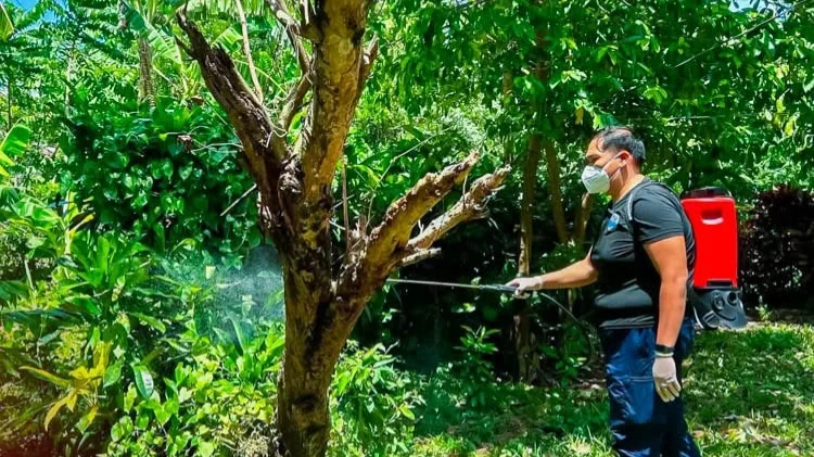 A health official carries out residual mist spraying in Mambajao, Camiguin, targeting mosquito breeding grounds in Barangays Baylao, Kuguita, and Yumbing. The vector control measure was initiated by the local government unit (LGU Mambajao) to suppress vector-borne Japanese encephalitis cases. (Photo courtesy of LGU Mambajao)