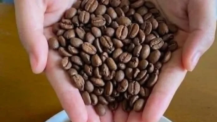BOUNTIFUL HARVEST. A Bukidnon farmer showcases roasted coffee beans produced in Pangantucan, where growers are exploring coffee as a long-term farm enterprise. (Photo: AFFR/PIA-10/Bukidnon)