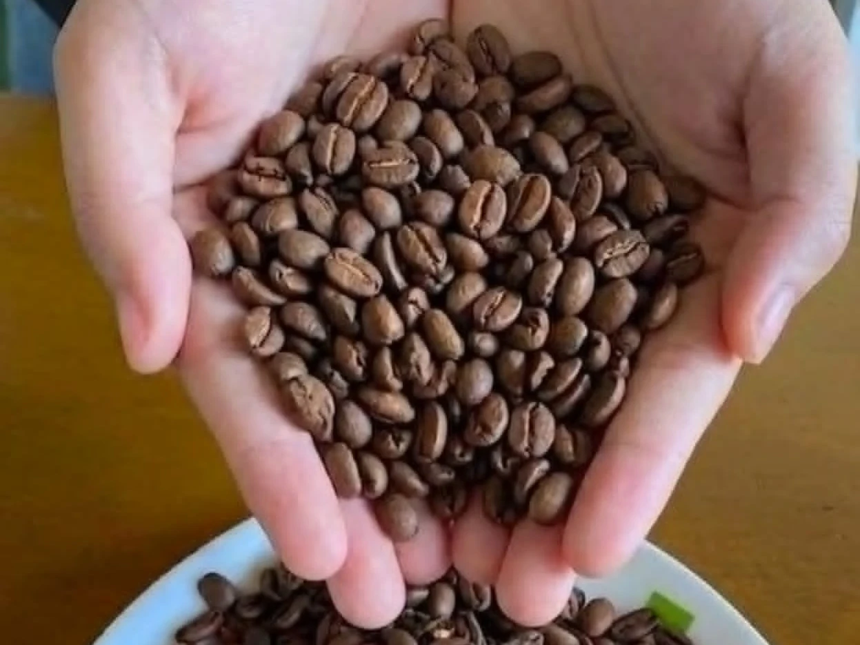 BOUNTIFUL HARVEST. A Bukidnon farmer showcases roasted coffee beans produced in Pangantucan, where growers are exploring coffee as a long-term farm enterprise. (Photo: AFFR/PIA-10/Bukidnon)