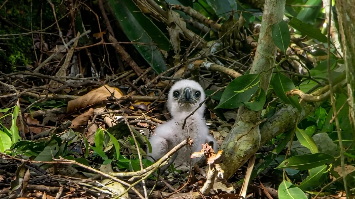 A Philippine eagle chick rests inside a nest supported by ancient forest trees on Indigenous ancestral land in eastern Mindanao. Local Mansaka, Mandaya, Mamanwa, Manobo, and Dibabawon-Manguangan forest guards actively patrol these territories, combining cultural heritage stewardship with wildlife conservation to safeguard the eagle's remaining strongholds. (Photo courtesy of Philippine Eagle Foundation)