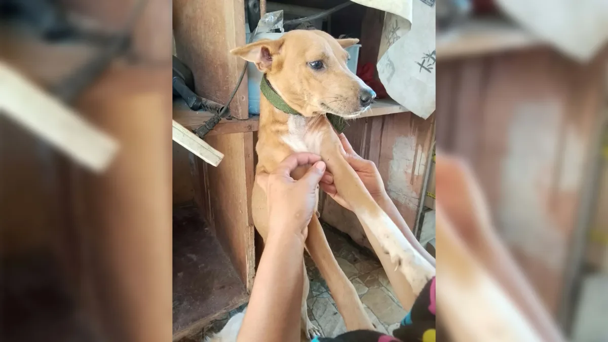A rescued stray dog held by an animal welfare volunteer during a community adoption and health screening drive organized with the Gingoog City Veterinary Office.